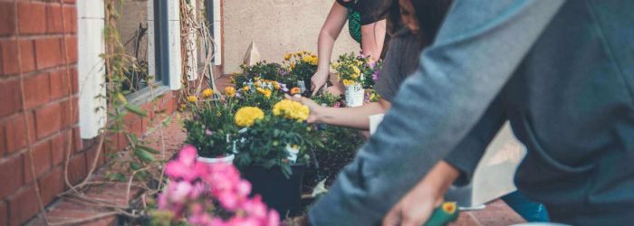 Grow Your Own: A Beginner's Guide to Vegetable Gardening